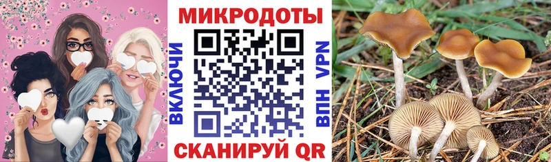 MEGA   Снежногорск  Галлюциногенные грибы Psilocybine cubensis 